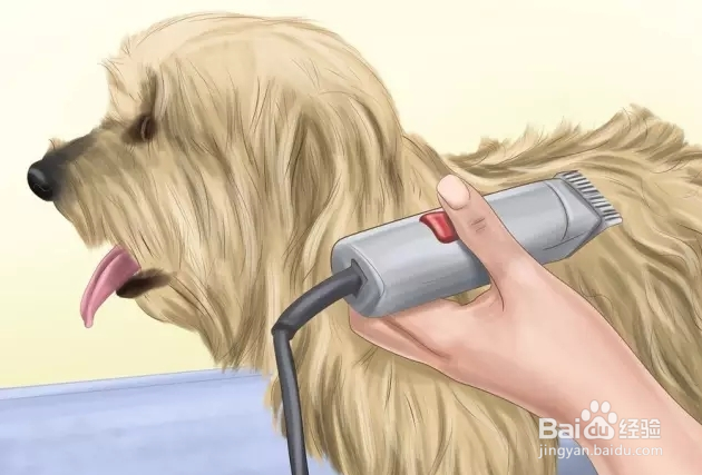 夏季狗狗中暑怎么办？如何预防？