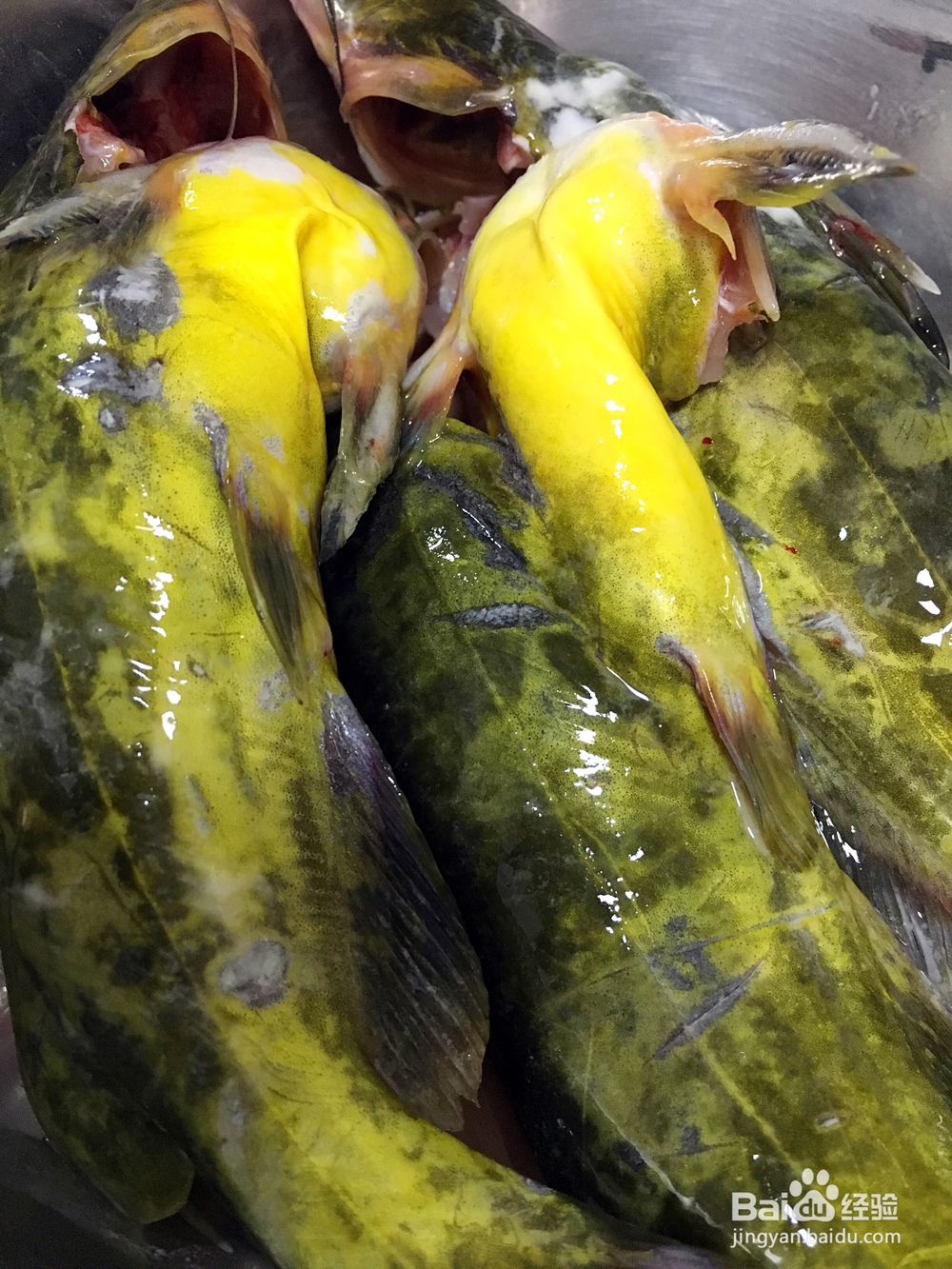 酥到掉渣的酸菜黄辣丁