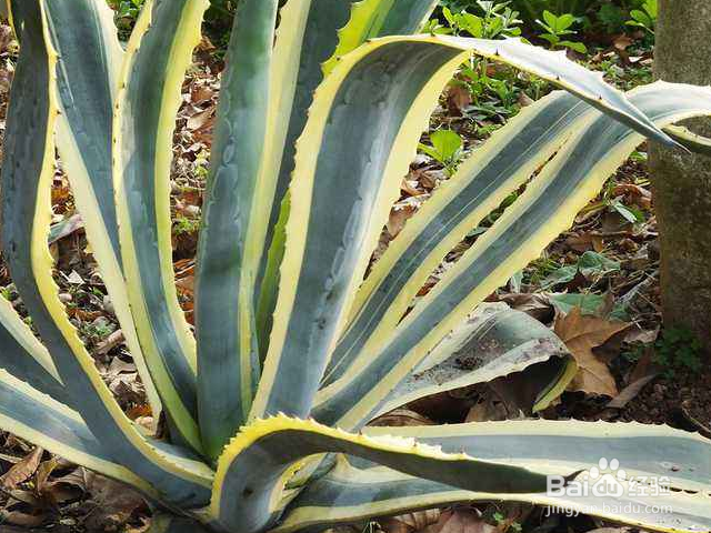 金边龙舌兰一般会长哪些害虫？