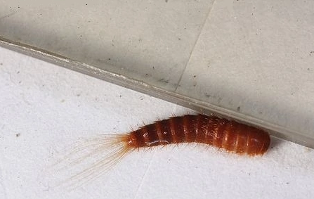 会咬人吸血的这种小黑虫是什么虫