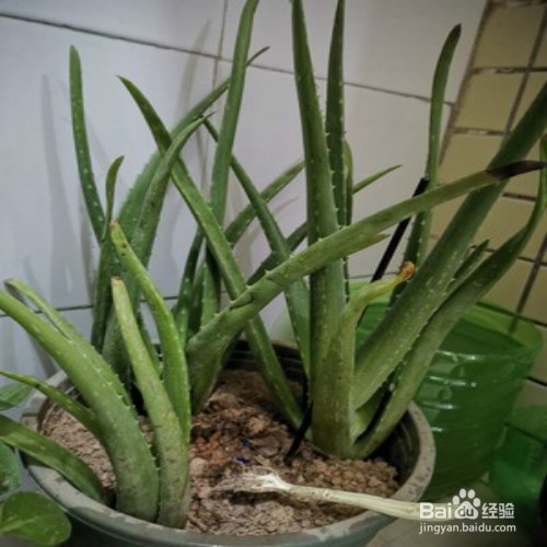 芦荟怎样栽培才会出芦荟小幼苗
