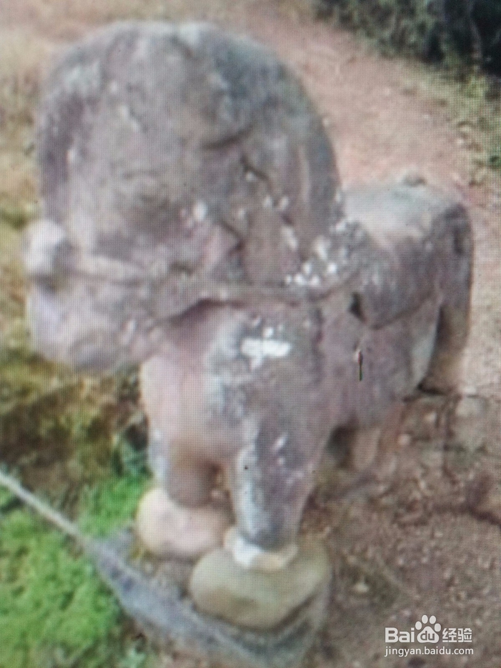 千年土司永顺千年的永顺旅游方略