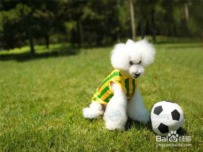 怎么训练狗狗接球