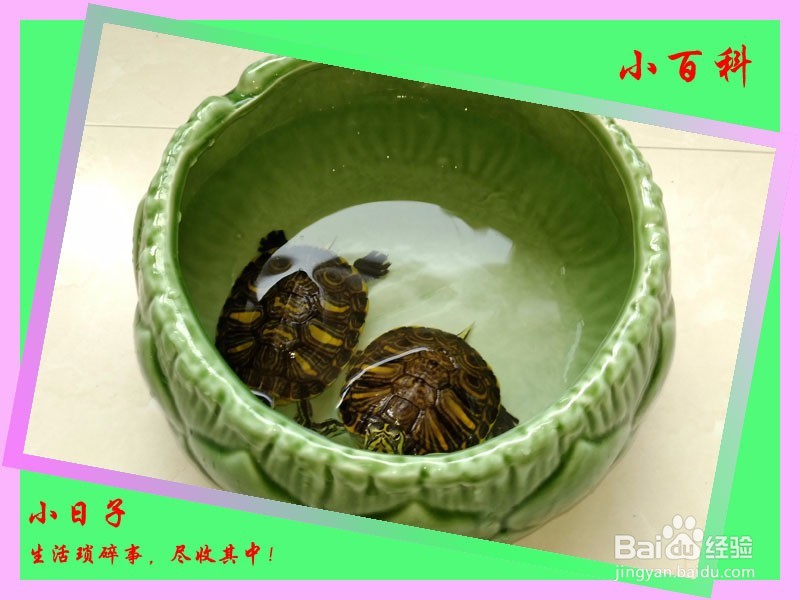 <b>生活小经验——小乌龟的饲养（健康小乌龟）</b>