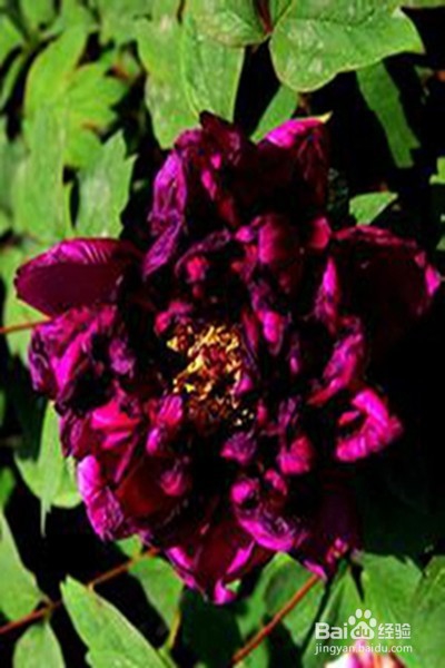 早更的原因、症状、调理方法