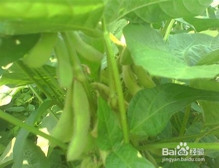 怎么种大豆可以高产?