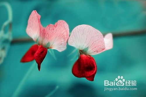 关于过敏性紫癜的症状