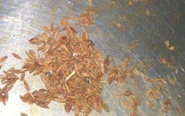 孜然香酥小黄豆