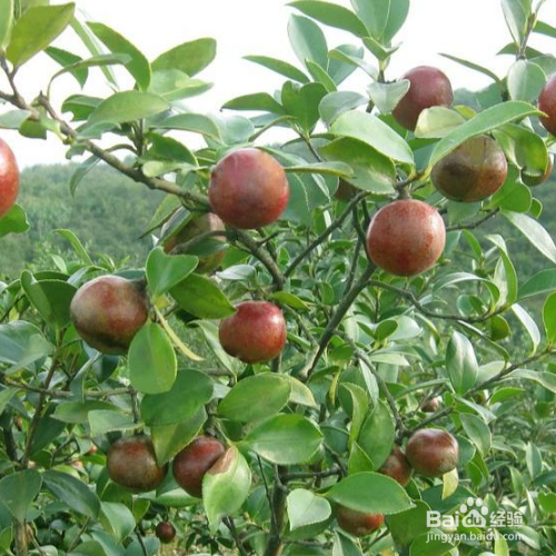 如何养殖好油茶
