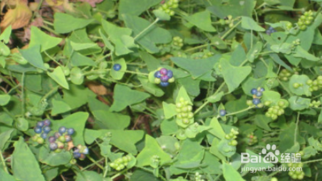 杠板归,功劳木的功效与作用