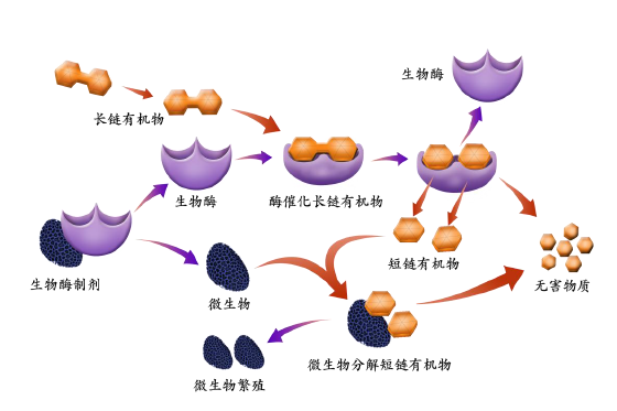 为什么酶能降低活化能