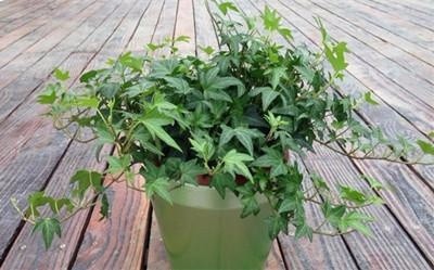 要养植物就选这6种超级好养,养死太难!