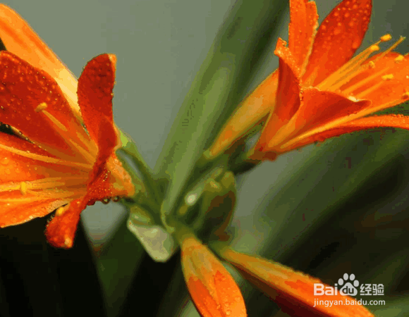 君子兰浇水的正确方法