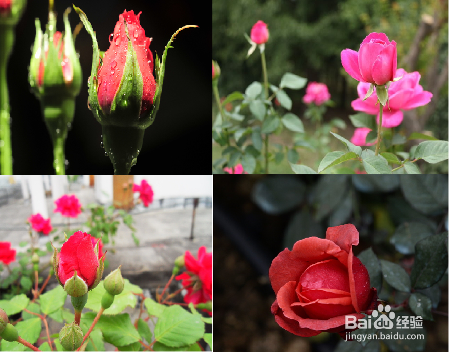 月季花茶的功效