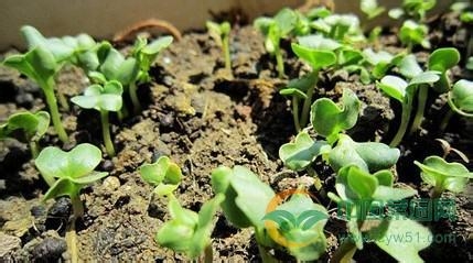 土壤也需“透透气” 晒土杀菌消毒