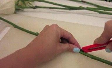 个性彩虹玫瑰花的方法教程