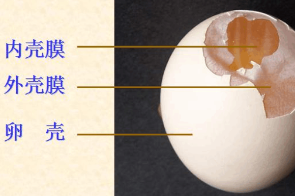 鸡蛋结构是什么呢