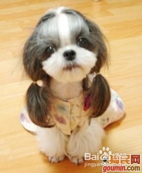 狗狗,我的世界不能没有你