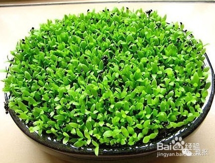 柚子、桂圆、火龙果，都可以变成有趣的盆栽