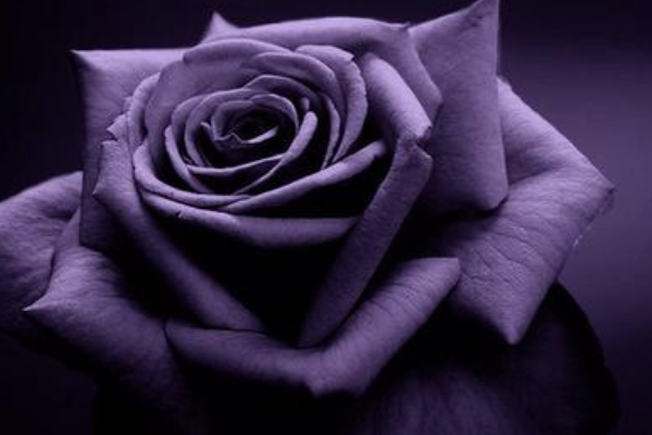 在情人节那天,可以让公司老板买玫瑰花送公司所有女员工吗