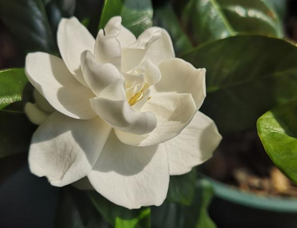 栀子花怎么养