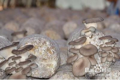 平菇怎么种植