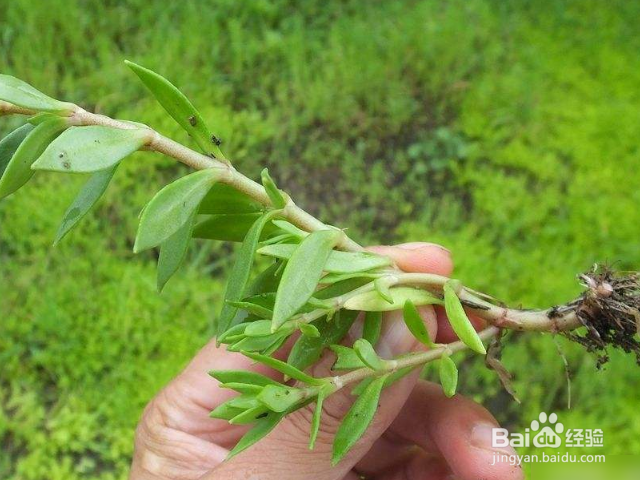垂盆草与佛甲草有哪些区别？