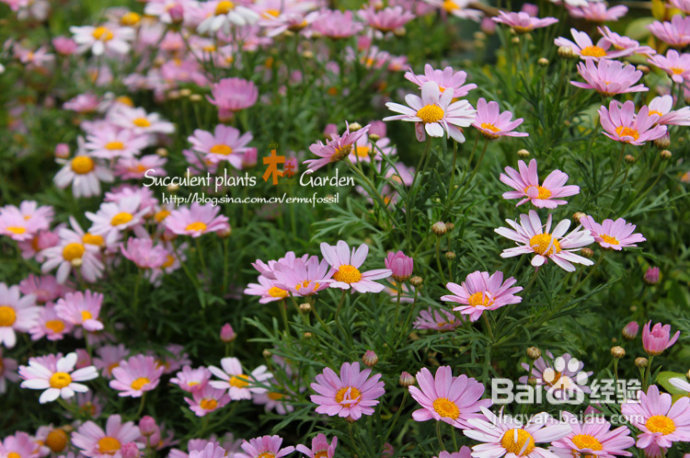 上海植物园（上）