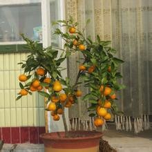 秋季盆花的管理经验