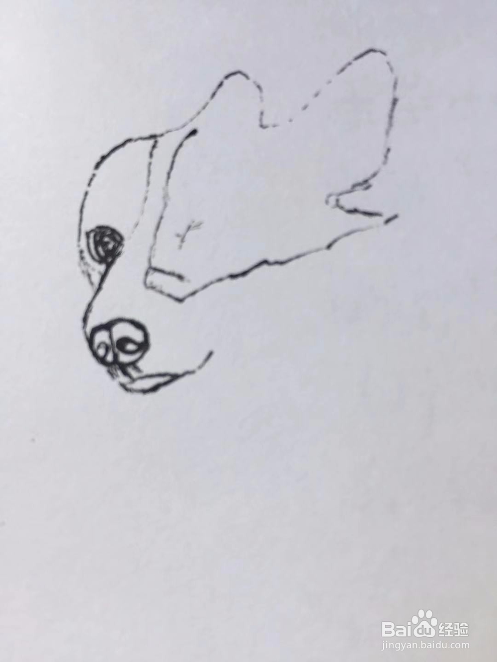 茉莉手绘之萌宠柯基