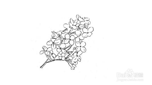 丁香怎么画才好看