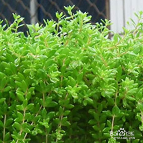 垂盆草有什么作用？