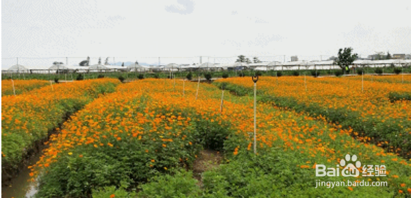 江门大鳌岛游玩攻略