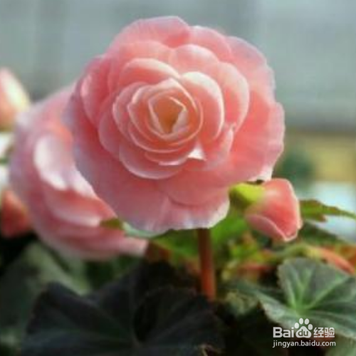 球根海棠养殖出现黄叶是怎么了？