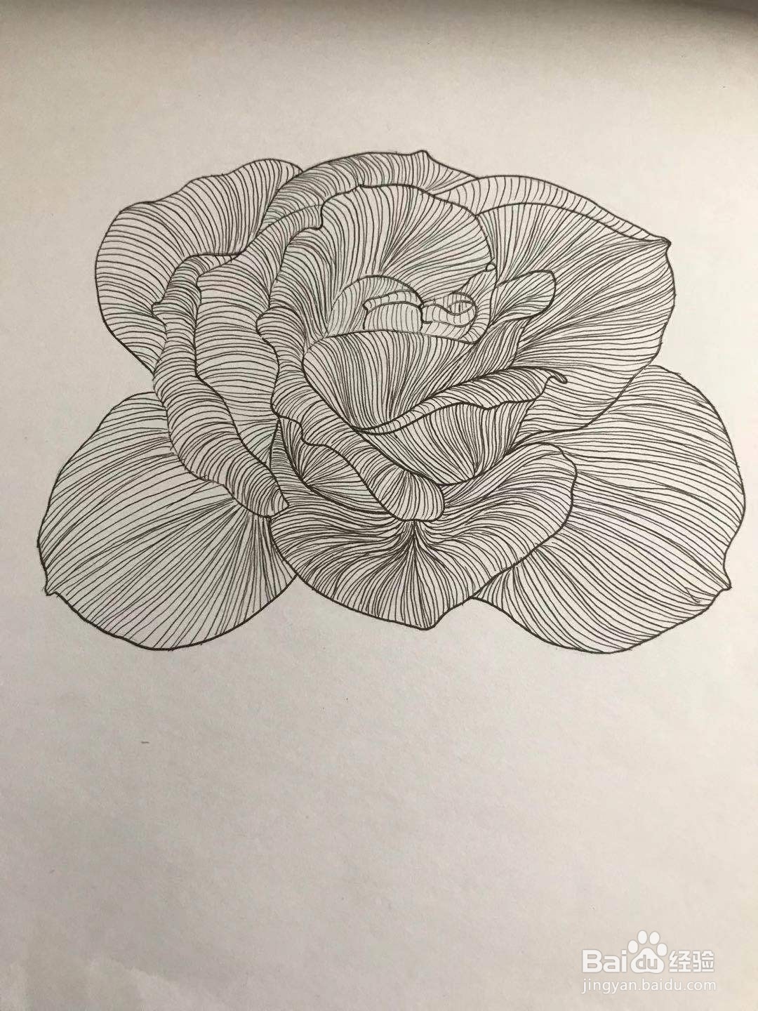 玫瑰花黑白线描画