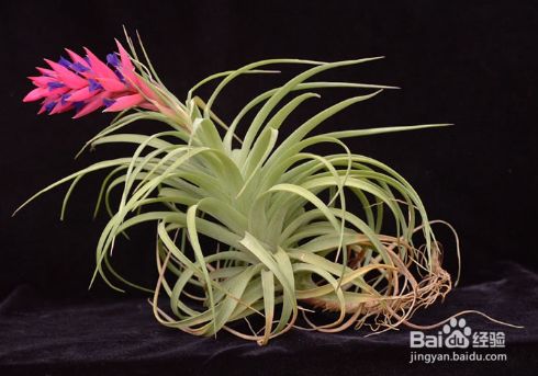 空气凤梨的养殖方法和注意事项 百度经验