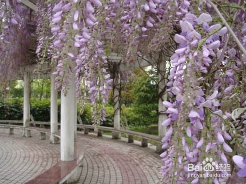 紫藤花修剪方法