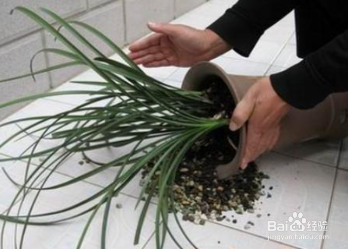 大花盆换盆取不出来怎么办