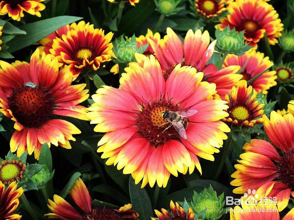 天人菊的功效与作用