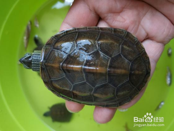 乌龟冬眠结束后怎么养