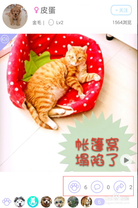 宠物说积分宠豆获取攻略