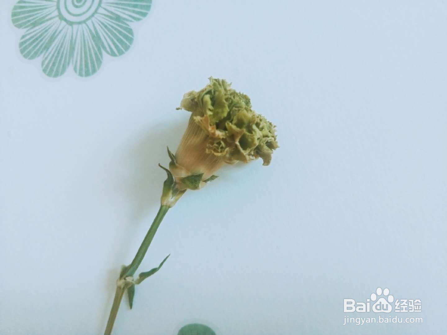 干花及制作教程
