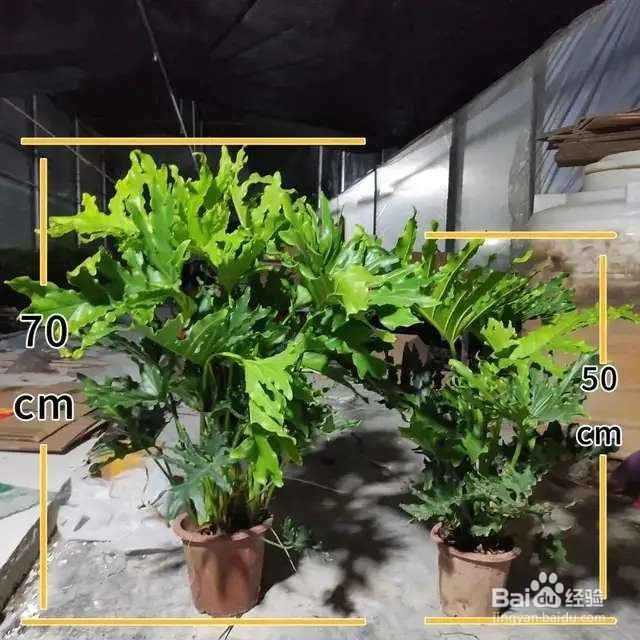 5种花超耐阴，夏天养一盆，清凉不怕热