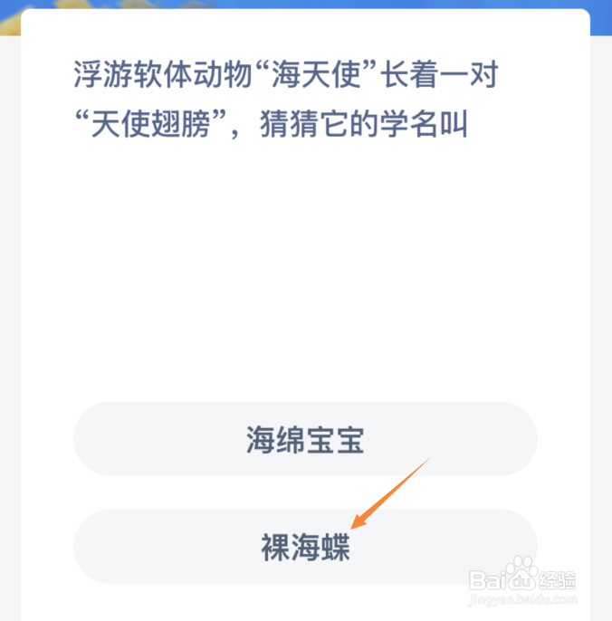 浮游软体动物海天使长着一对天使翅膀它的学名叫