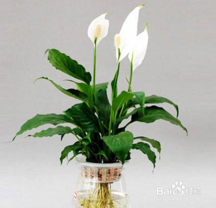 一帆风顺怎么水养