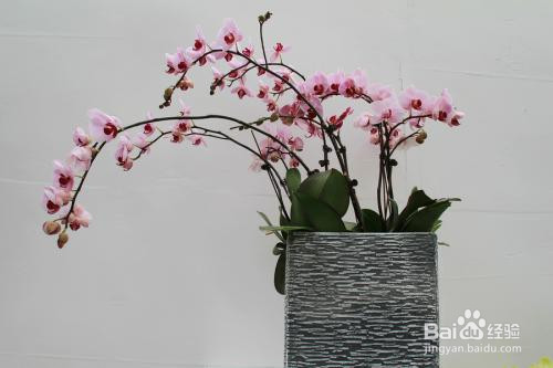 水苔养蝴蝶兰的方法