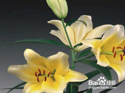 百合花开后第二年怎样还能开花？