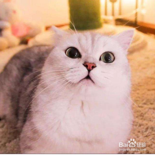 猫咪冻伤或体温过低该怎么办