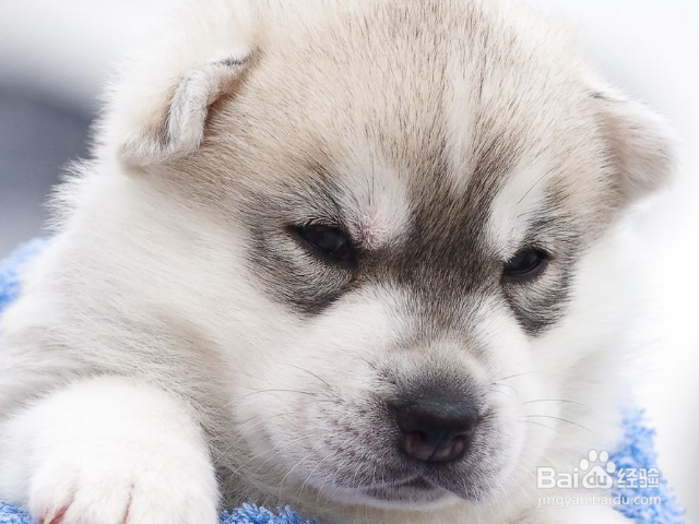 带狗狗去驱虫时要注意些什么？