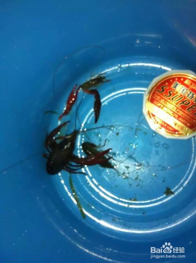 深夜结伴钓龙虾好玩又好吃!